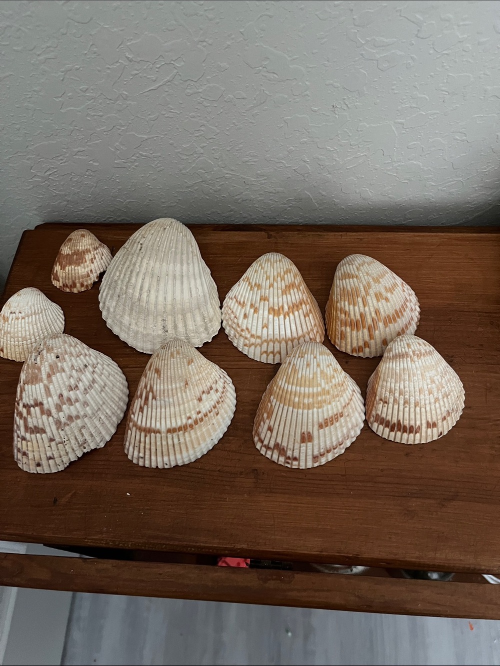 Giant Cockles SWFL Set of 6 (+3 free imperfect)
